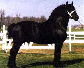 PERCHERON